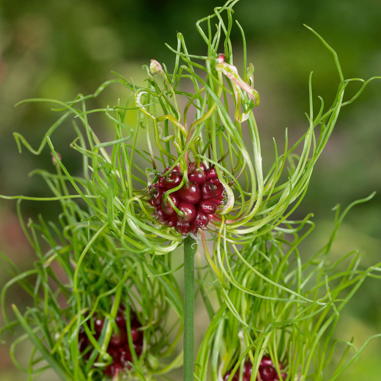 Allium 'Hair' - 50 Bulbs