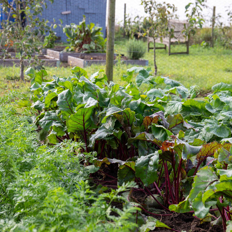 Allotment Collection Seeds