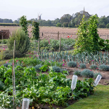 Allotment Collection Seeds