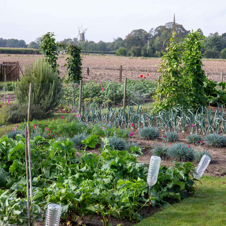 Allotment Collection Seeds