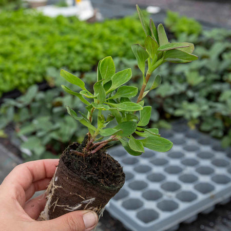 Alstroemeria Plant 'Inticancha Maya'