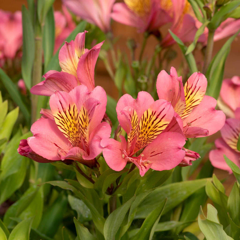 Alstroemeria Plant 'Summer Rose'