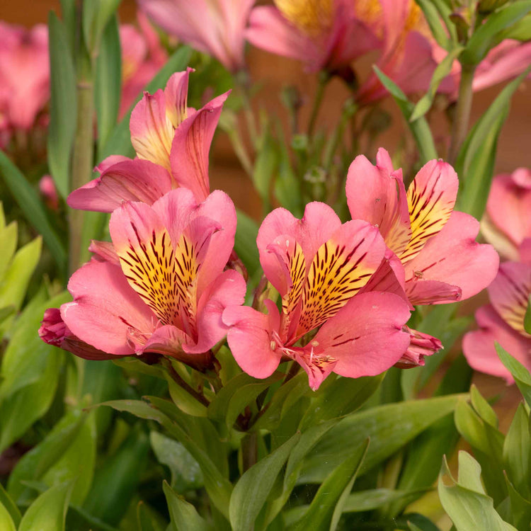 Alstroemeria Plant Collection