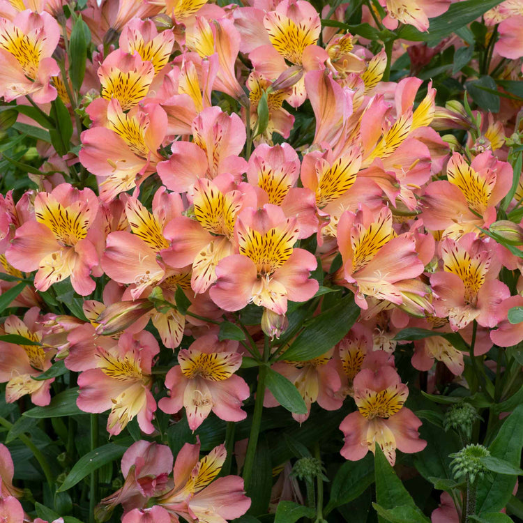 Alstroemeria Plant 'Summer Rose'