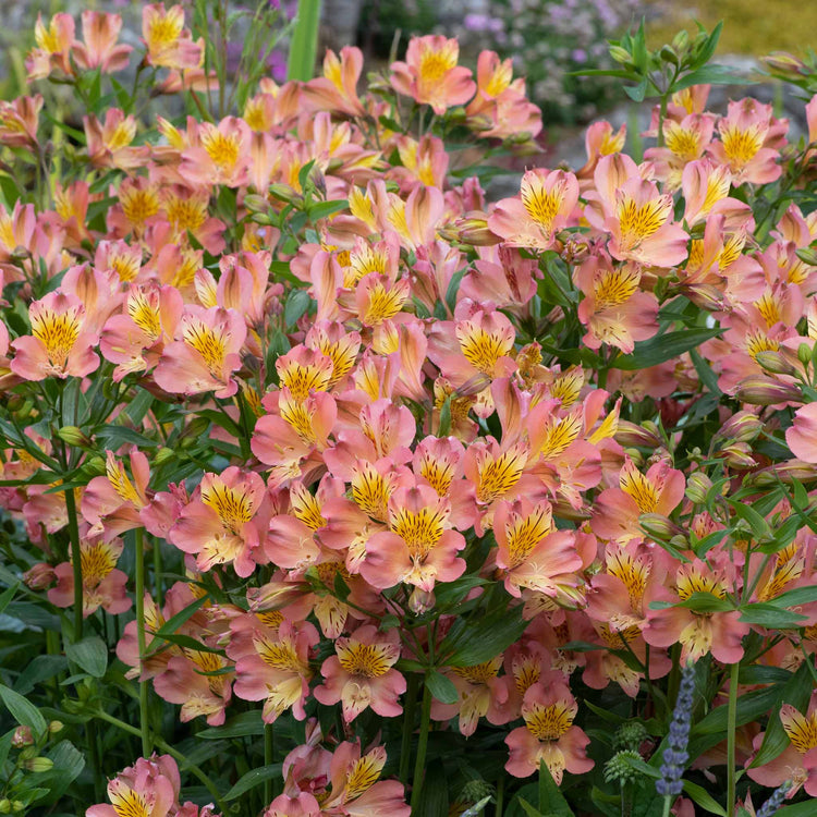 Alstroemeria Plant 'Summer Rose'