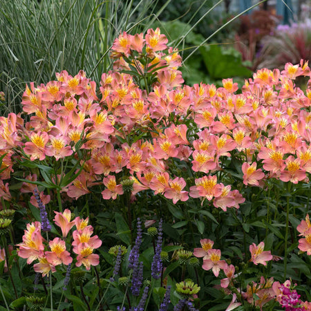 Alstroemeria Plant 'Summer Rose'