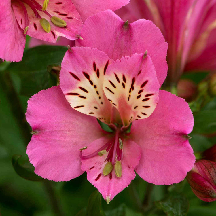 Alstroemeria Collection