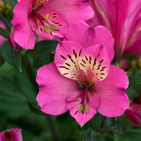 Alstroemeria Plant 'Summer Saint'