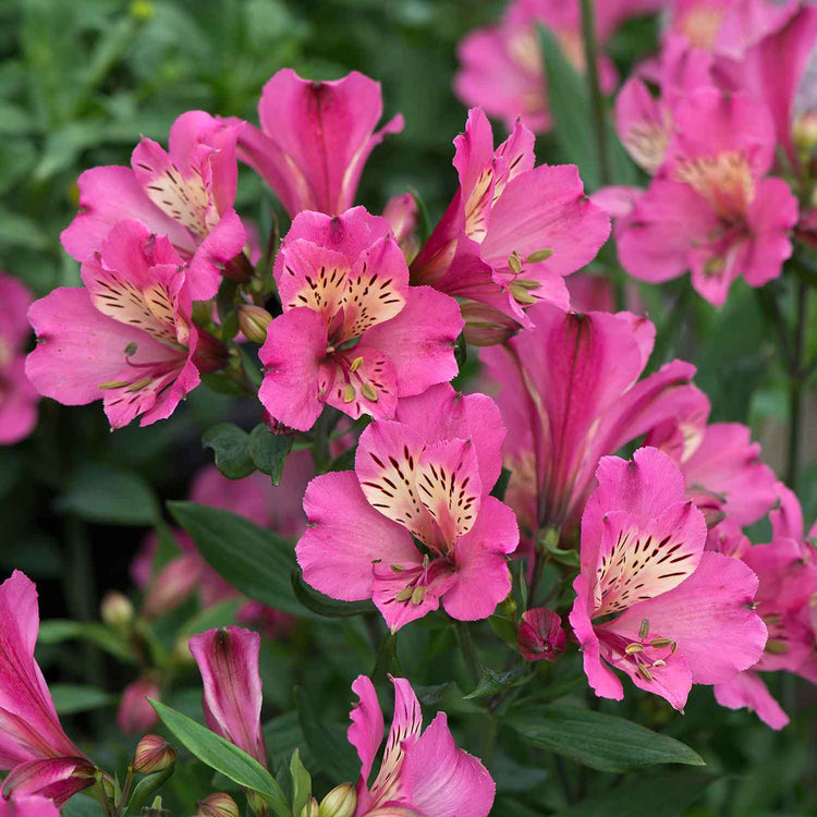 Alstroemeria Collection