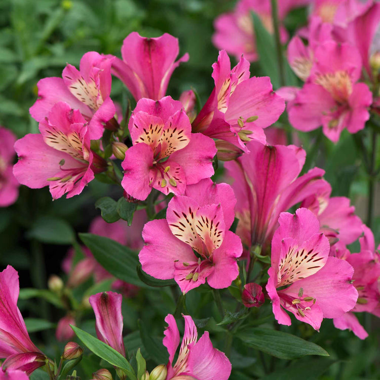 Alstroemeria Plant 'Summer Saint'