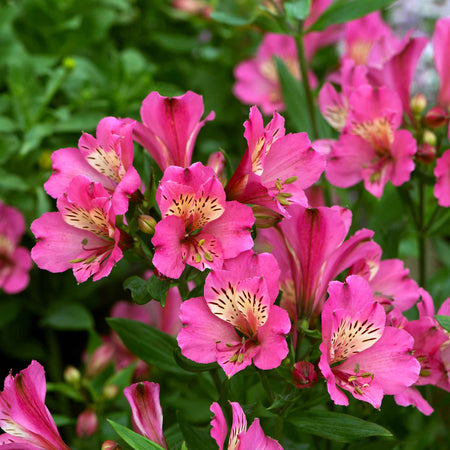 Alstroemeria Plant 'Summer Saint'