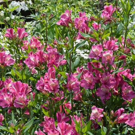 Alstroemeria Plant 'Summer Saint'