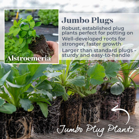 Alstroemeria Plant 'Inticancha White Magic'