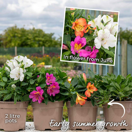 Alstroemeria Plant 'Inticancha Paraiso'