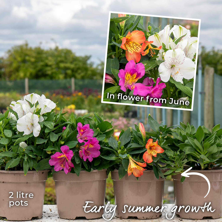 Alstroemeria Plant 'Inticancha Paraiso'