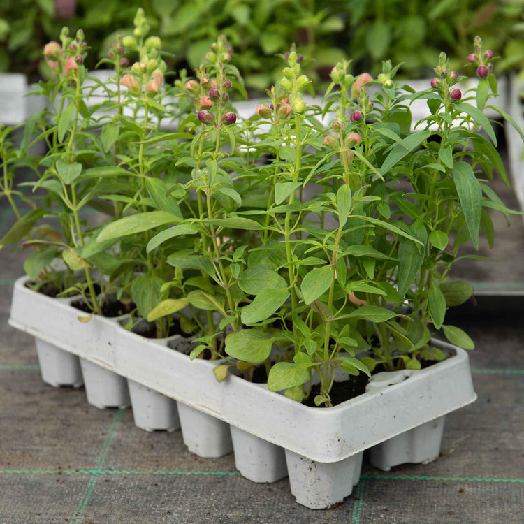 Antirrhinum 'Double Shot Mix'