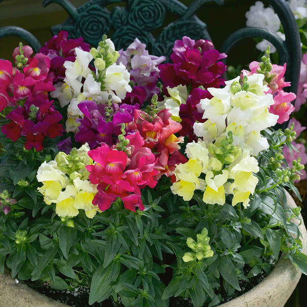 Antirrhinum Plant 'Snapshot Mix'