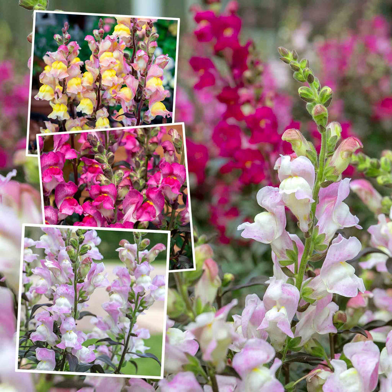 Antirrhinum Collection