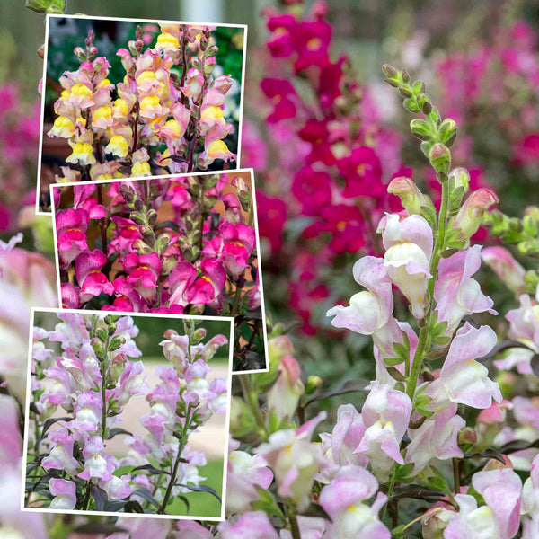 Antirrhinum Collection
