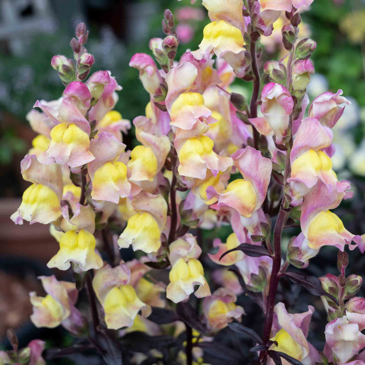 Antirrhinum Collection