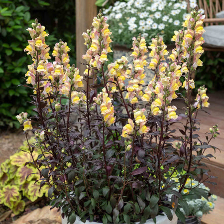 Antirrhinum Collection