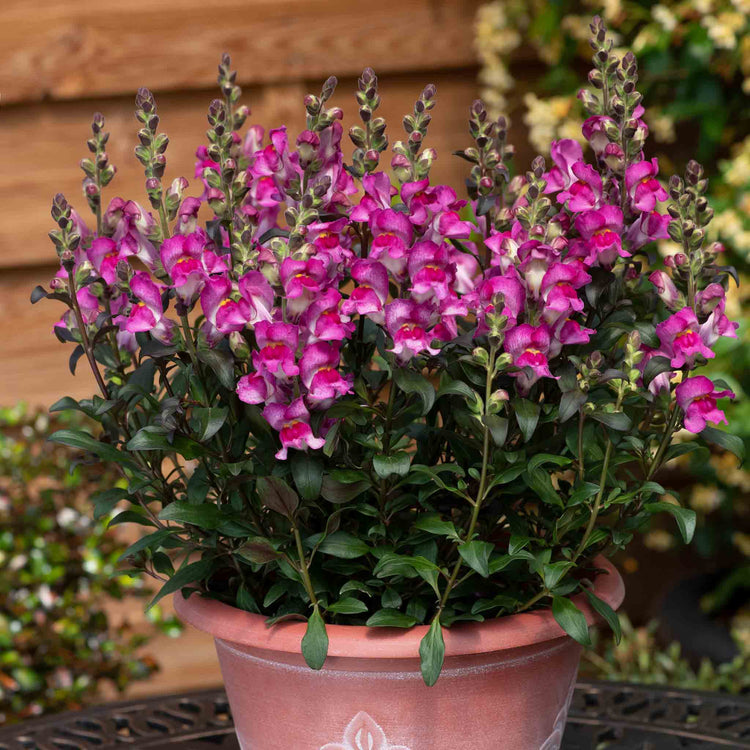 Antirrhinum Collection