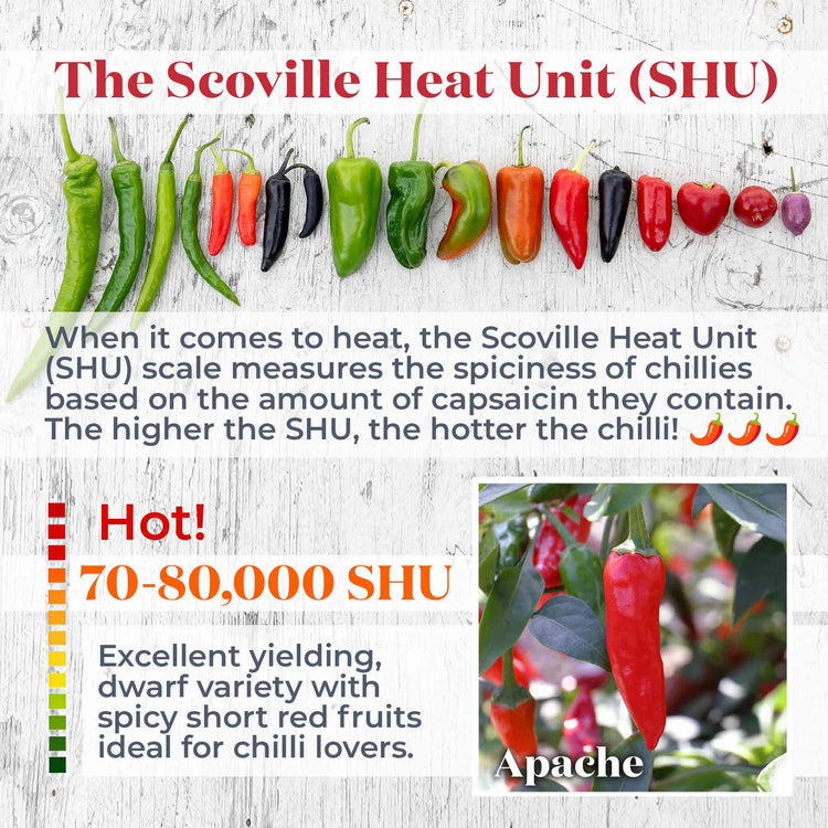 Chilli Plant 'Apache'