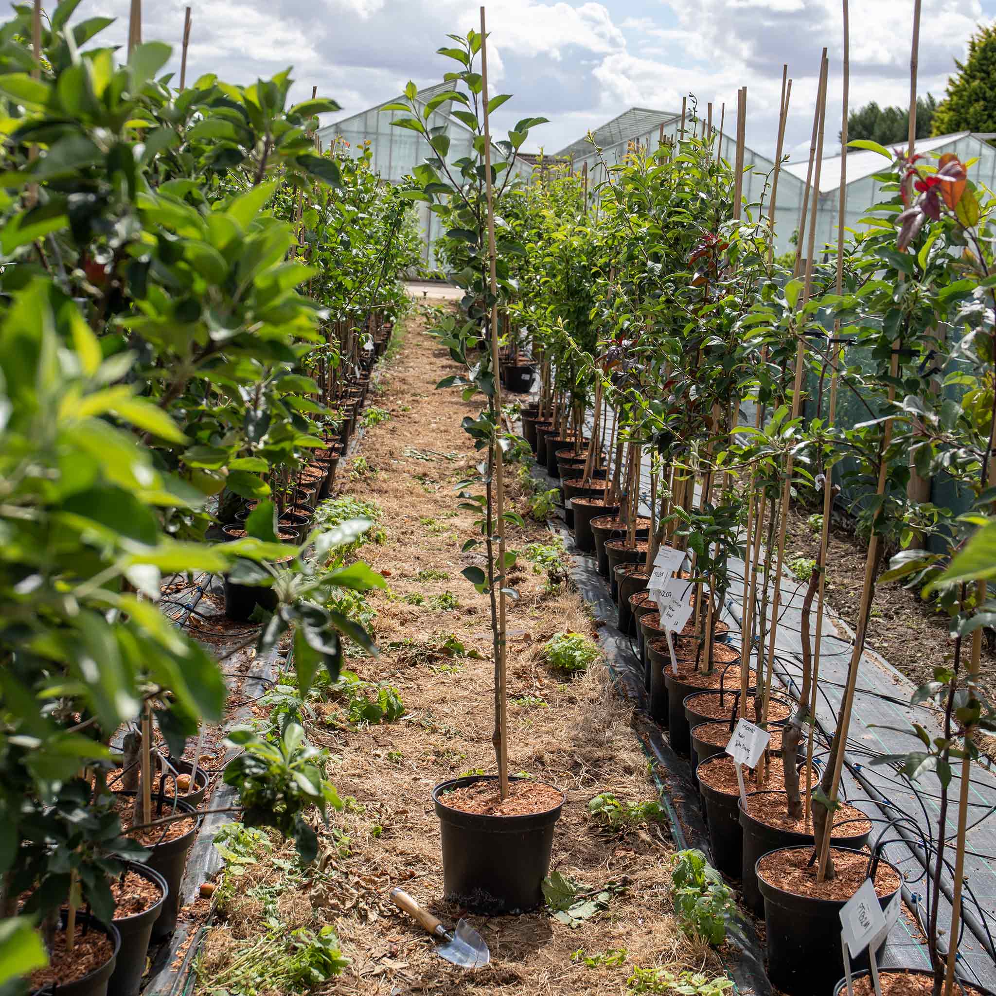 Apple Tree 'Ashmeads Kernal' | Marshalls Garden