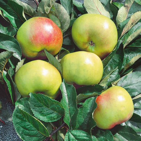 Apple Duo 'Braeburn' & 'Bramley'