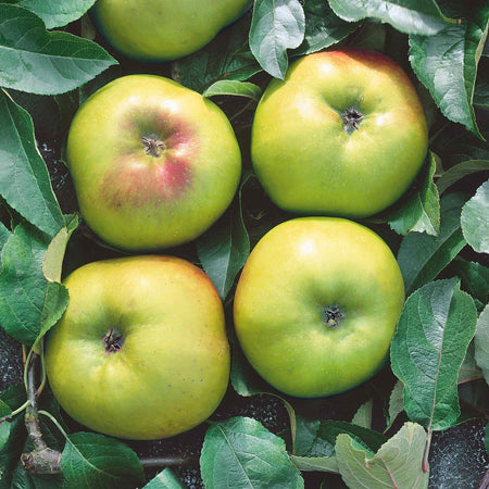 Apple Tree 'Bramley'