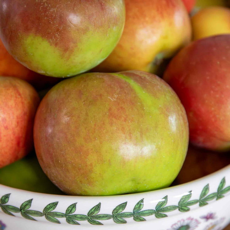 Apple Tree 'Cox’s Orange Pippin'