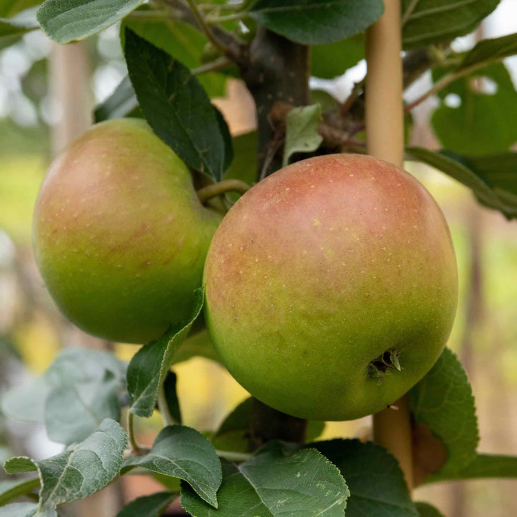 Apple Twin Tree 'Jonagold & Golden Pearmain'