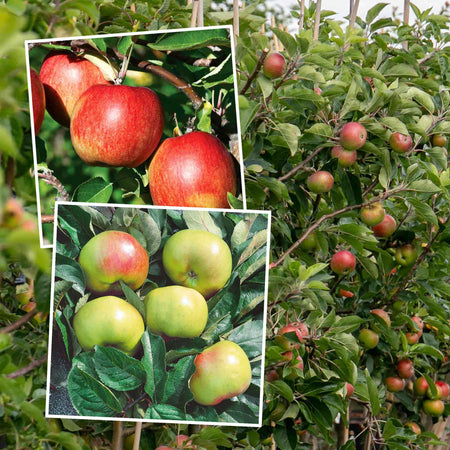 Apple Duo 'Braeburn' & 'Bramley'