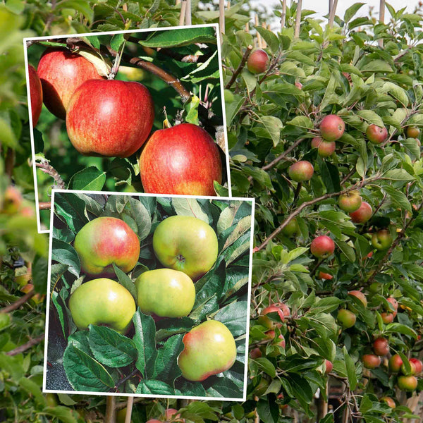 Apple Duo 'Braeburn' & 'Bramley'