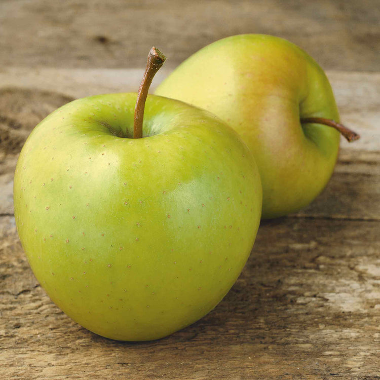 Apple Tree 'Golden Delicious'