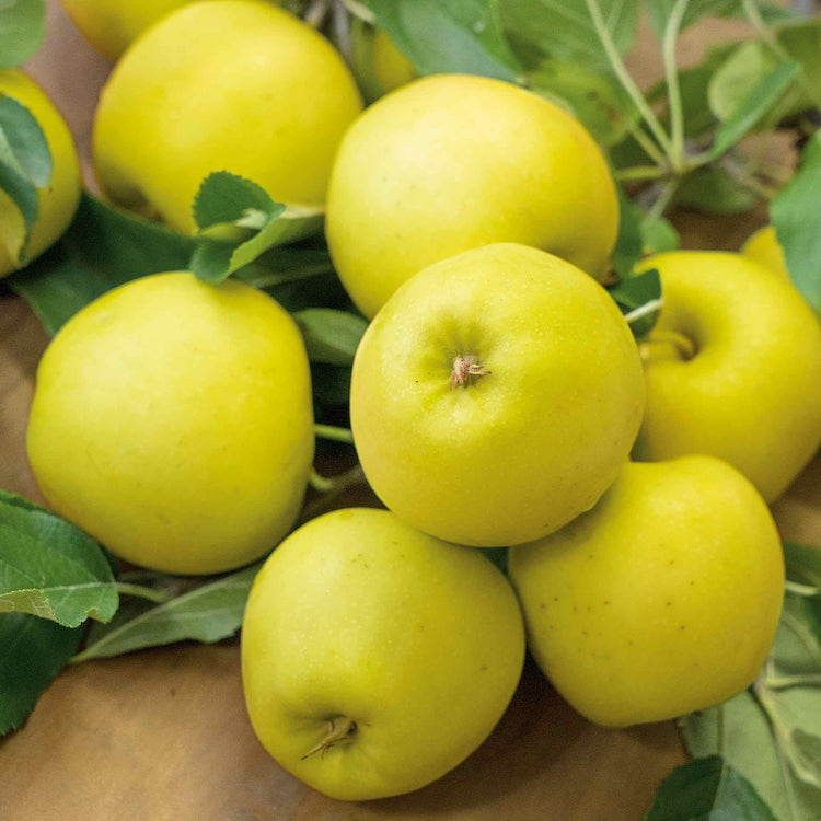 Apple Tree 'Golden Delicious'