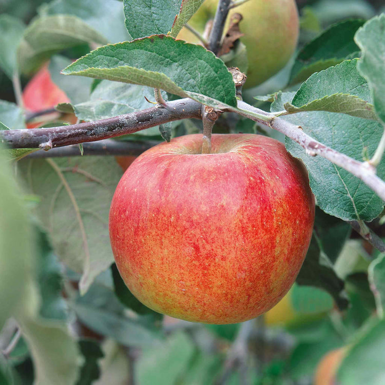 Apple Twin Tree 'Jonagold & Golden Pearmain'