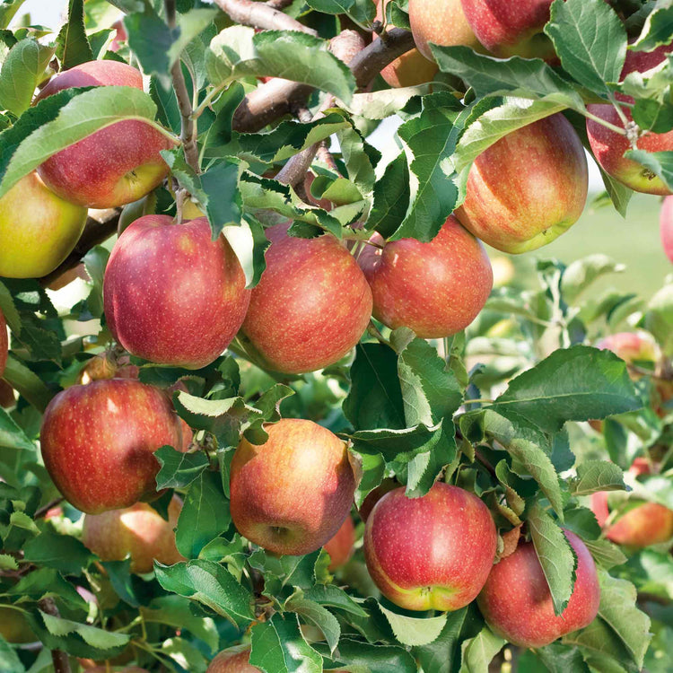 Apple Twin Tree 'Jonagold & Golden Pearmain'