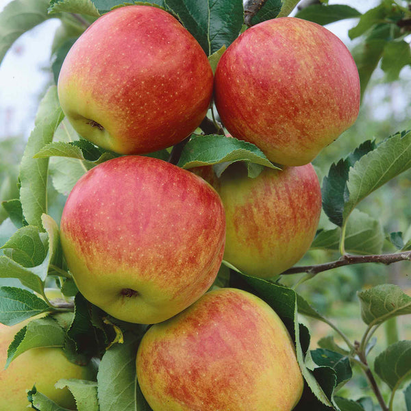 Apple Tree 'Jonagold'