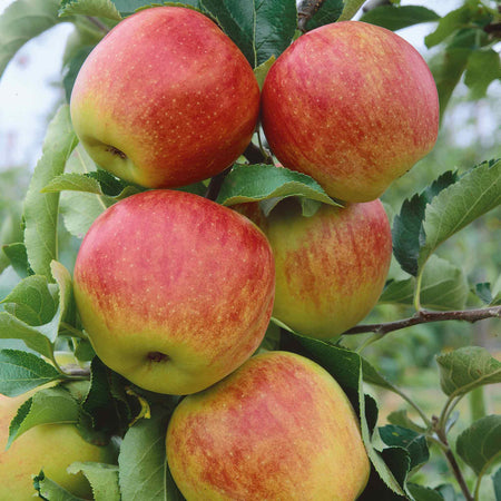 Apple Twin Tree 'Jonagold & Golden Pearmain'