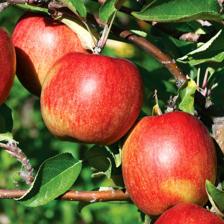 Orchard Collection
