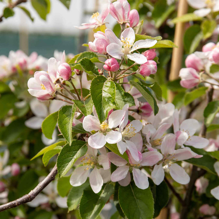 Apple Tree 'Ashmeads Kernal'