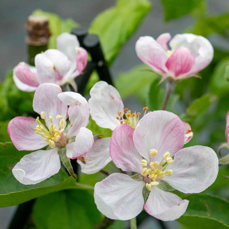 Apple Twin Tree 'Jonagold & Golden Pearmain'