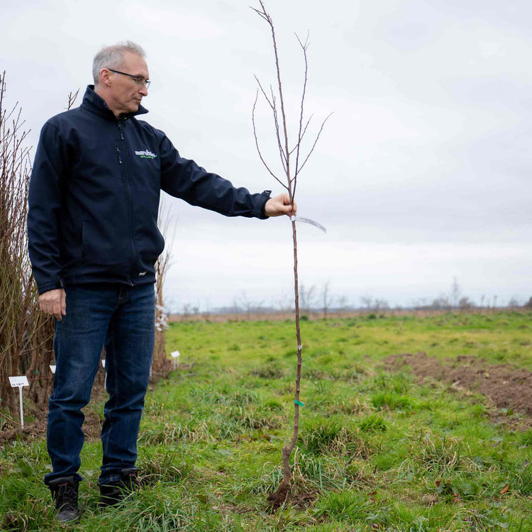Apricot Tree 'Moorpark'