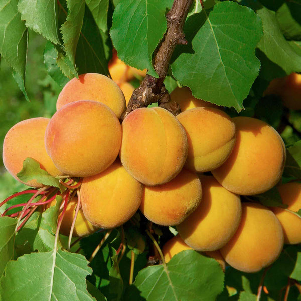 Apricot Tree 'Moorpark'