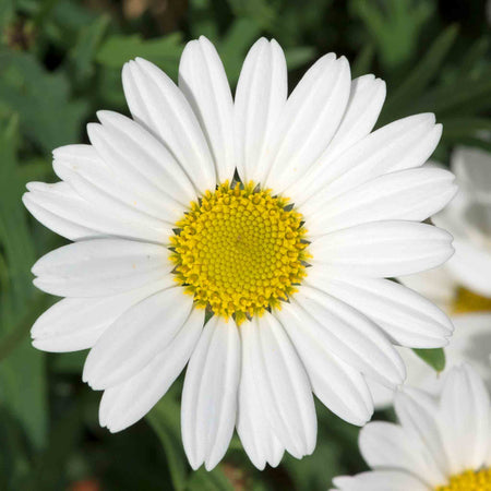 Argyranthemum Plant Collection