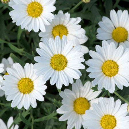 Argyranthemum Plant 'Everest'