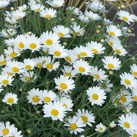 Argyranthemum Plant Collection