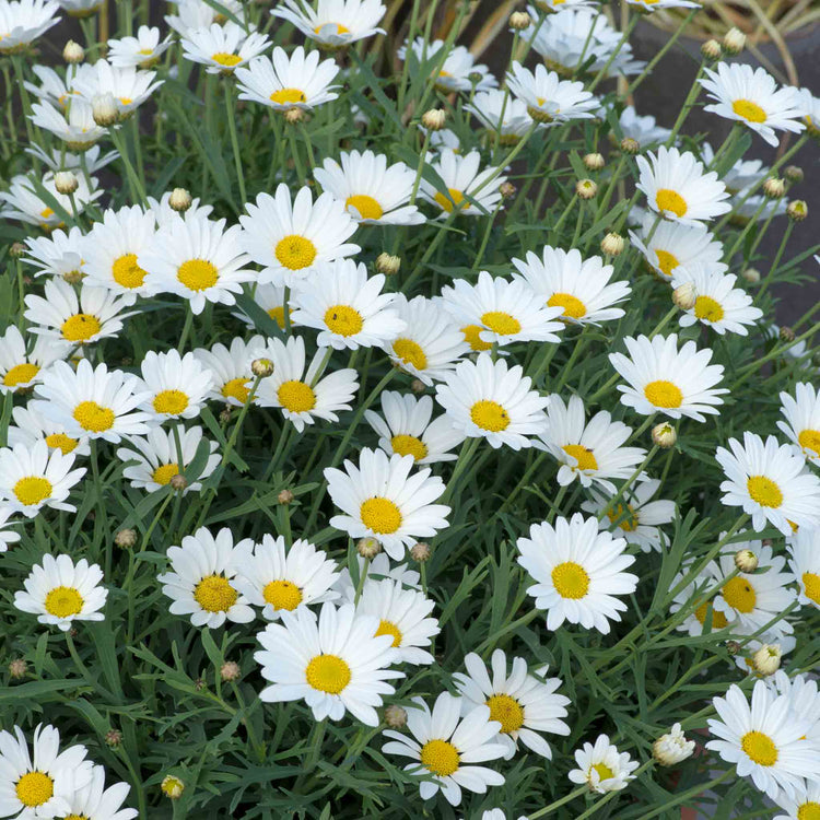 Argyranthemum Plant Collection