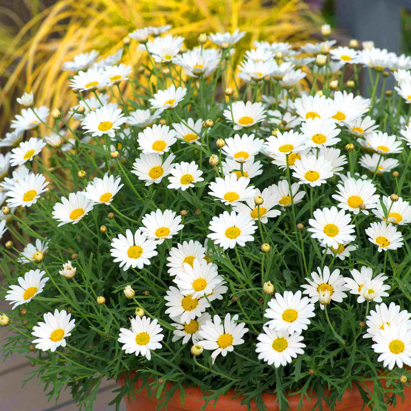 Argyranthemum Plant 'Everest'